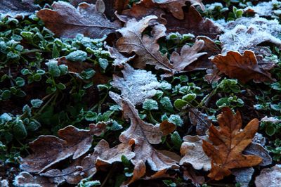 Close-up of autumn leaves on snow