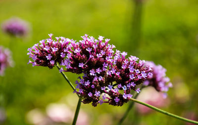 Close-up of purple flowering plant