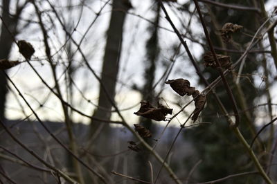 Bird perching on a plant
