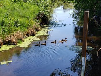 Ducks swimming in a lake