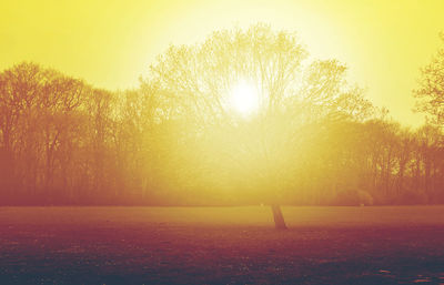 Trees on field during sunset