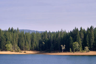 Panoramic view of pine trees in forest against sky