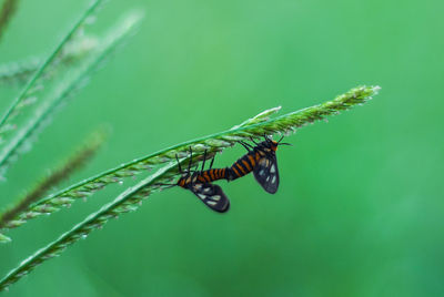 Close-up of insect on plant