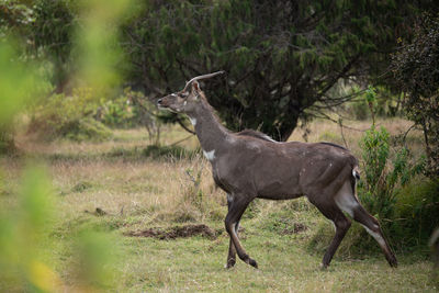 Side view of deer standing on field