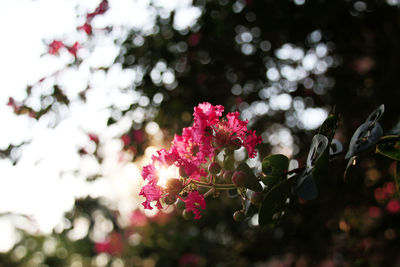 Close-up of pink flowers