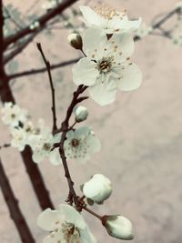 Close-up of cherry blossoms in spring