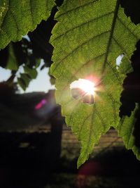 Sun shining through leaves