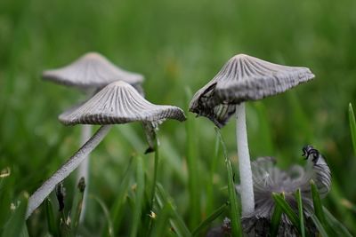 Close-up of mushroom growing on field