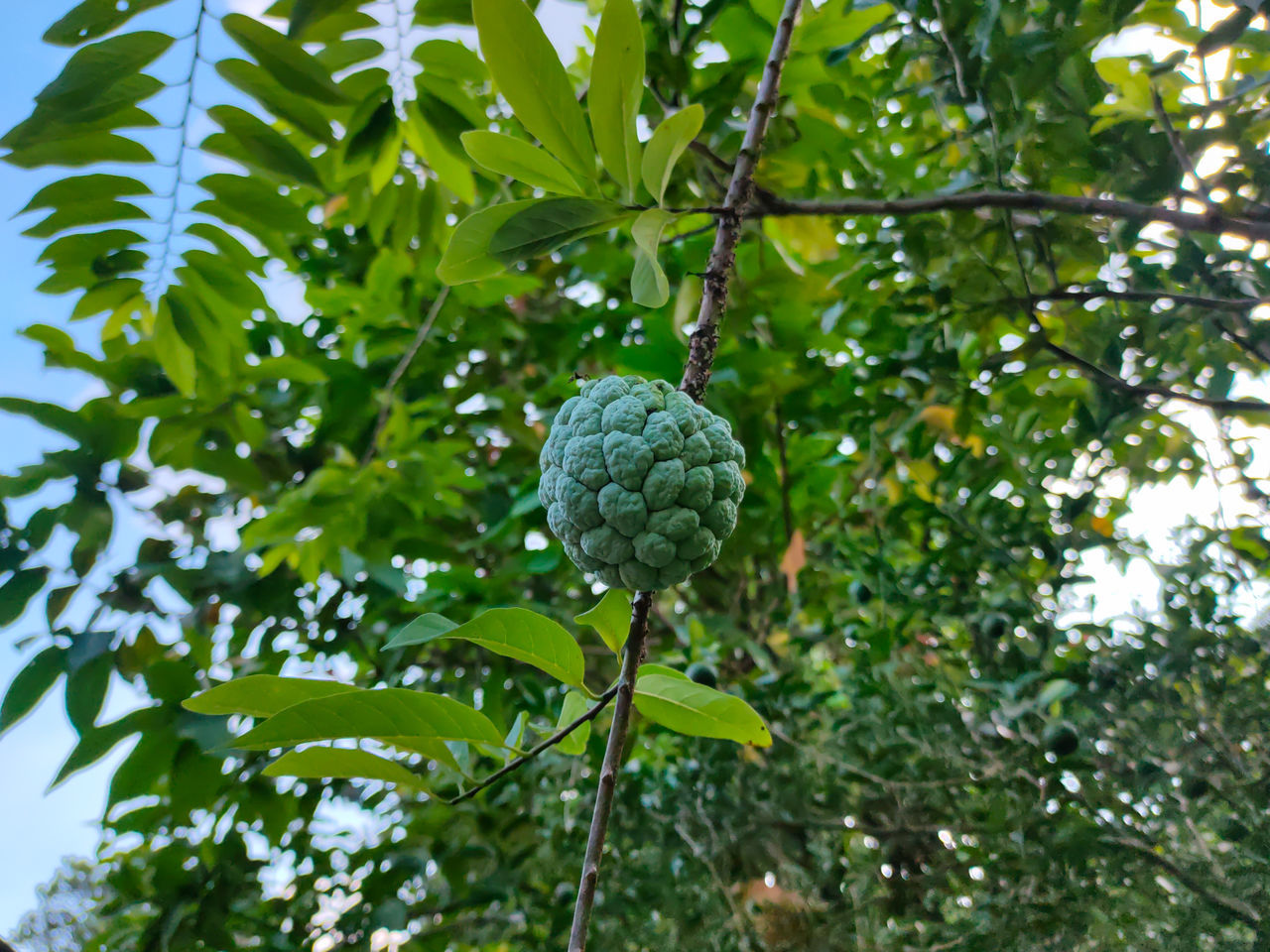 CLOSE-UP OF FRUITS GROWING ON TREE