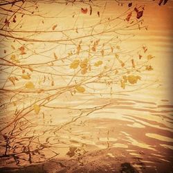 Reflection of trees in water