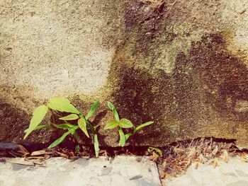 Close-up of plants