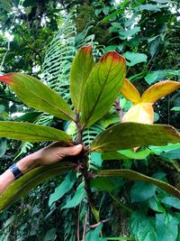 Close-up of banana tree