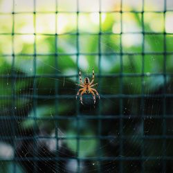 Spider on web