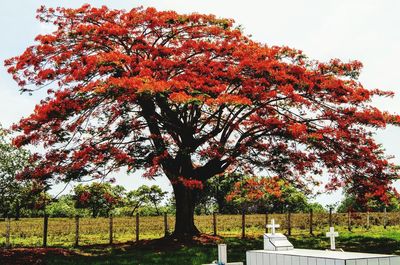 Autumn tree in park against sky