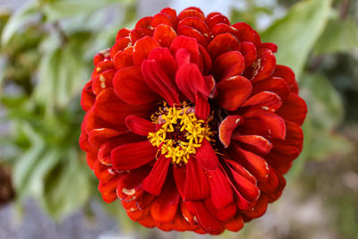 Close-up of red rose flower