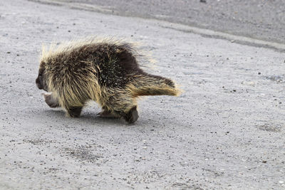 Lizard on the road