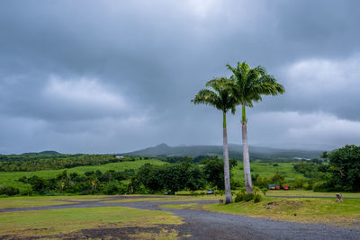Scenic view of palm trees against sky