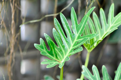 Close-up of green leaves on plant at field