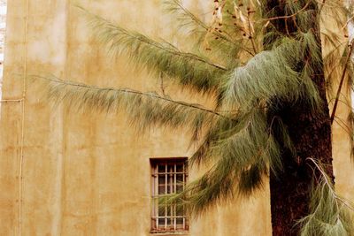 Close-up of palm tree against building