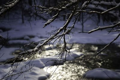 Close-up of bare tree during winter