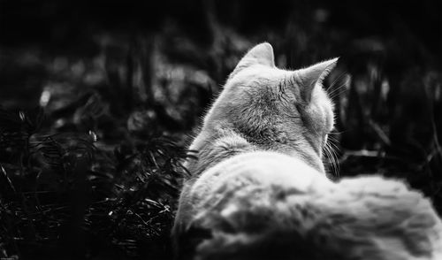 Rear view of cat resting on field