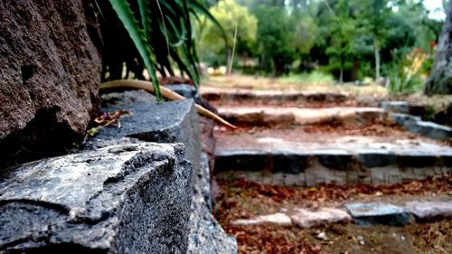 Close-up of plant in forest