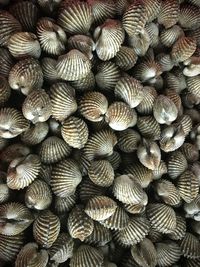 Fresh shell kerang dara