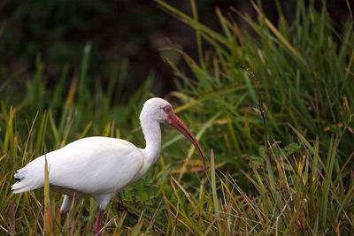 Close-up of white bird perching on grass