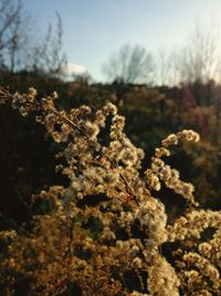 Close-up of plants against sky
