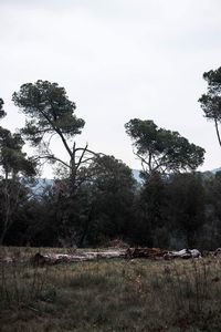 Trees on field against sky