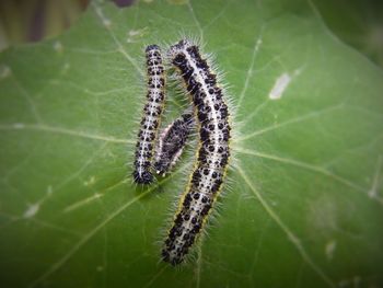 Close-up of insect on leaf