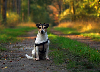 Portrait of dog sitting on field