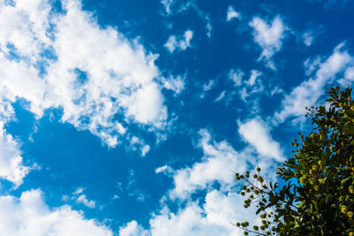 Low angle view of trees against blue sky