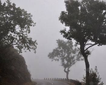Trees in park against sky