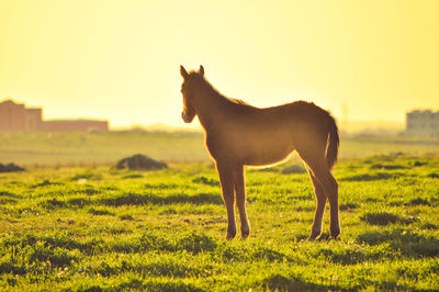 Horse standing on field against sky during sunset