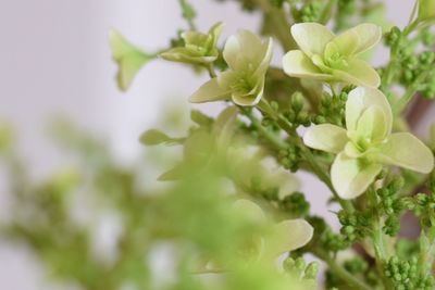 Close-up of white flowers