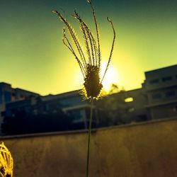 Close-up of yellow flower