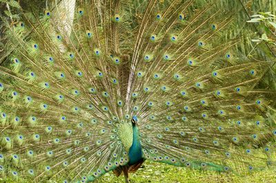 Peacock opening feather