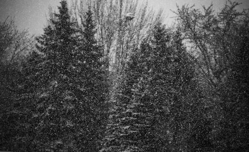 View of pine trees in forest during winter