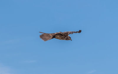 Low angle view of bird flying in sky