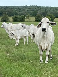 Cows on field
