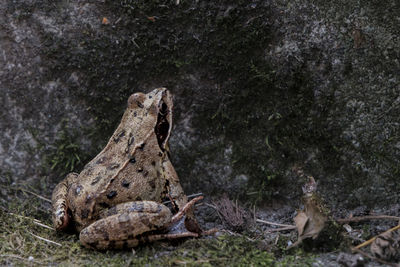 Close-up of frog on rock