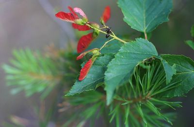 Close-up of red leaf on plant