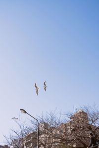 Low angle view of birds flying in sky