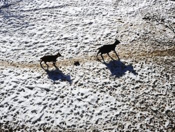 Birds on snow during winter