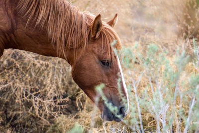 Close-up of a horse on field