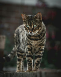 Close-up of cat standing outdoors