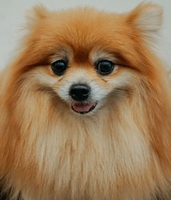 Close-up portrait of pomeranian dog