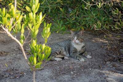Close-up of cat by plants