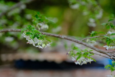 Close-up of white flowering plant